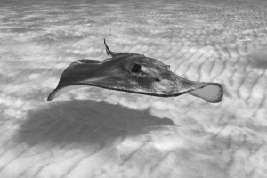 Southern Stingray.  Natural light with red filter by Paul Colley 
